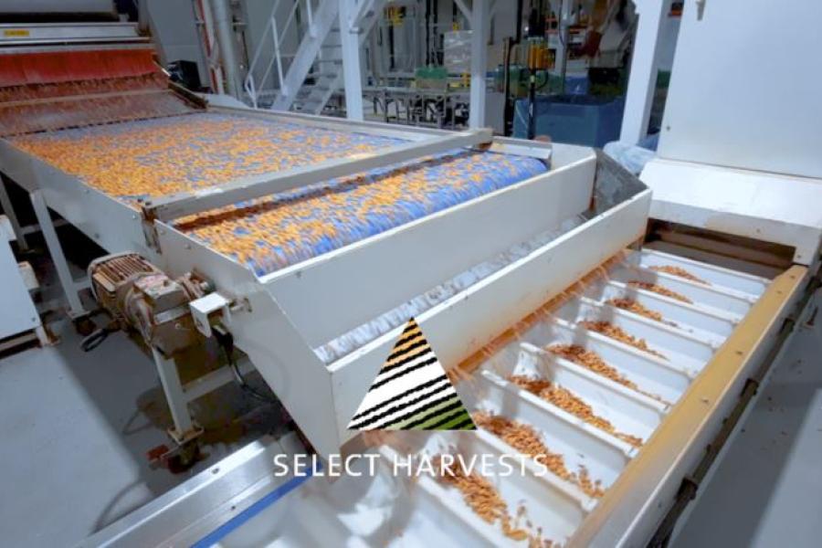 Automated walnuts packaging line made by Pattyn
